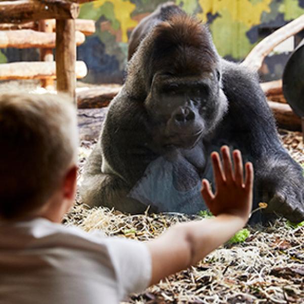 Get up close to animals from South America, North America and Africa – zebras, giraffes and, like this boy, a gorilla. And don’t forget to try out the many playgrounds. Have a fantastic holiday at LEGOLAND® Billund Resort.  