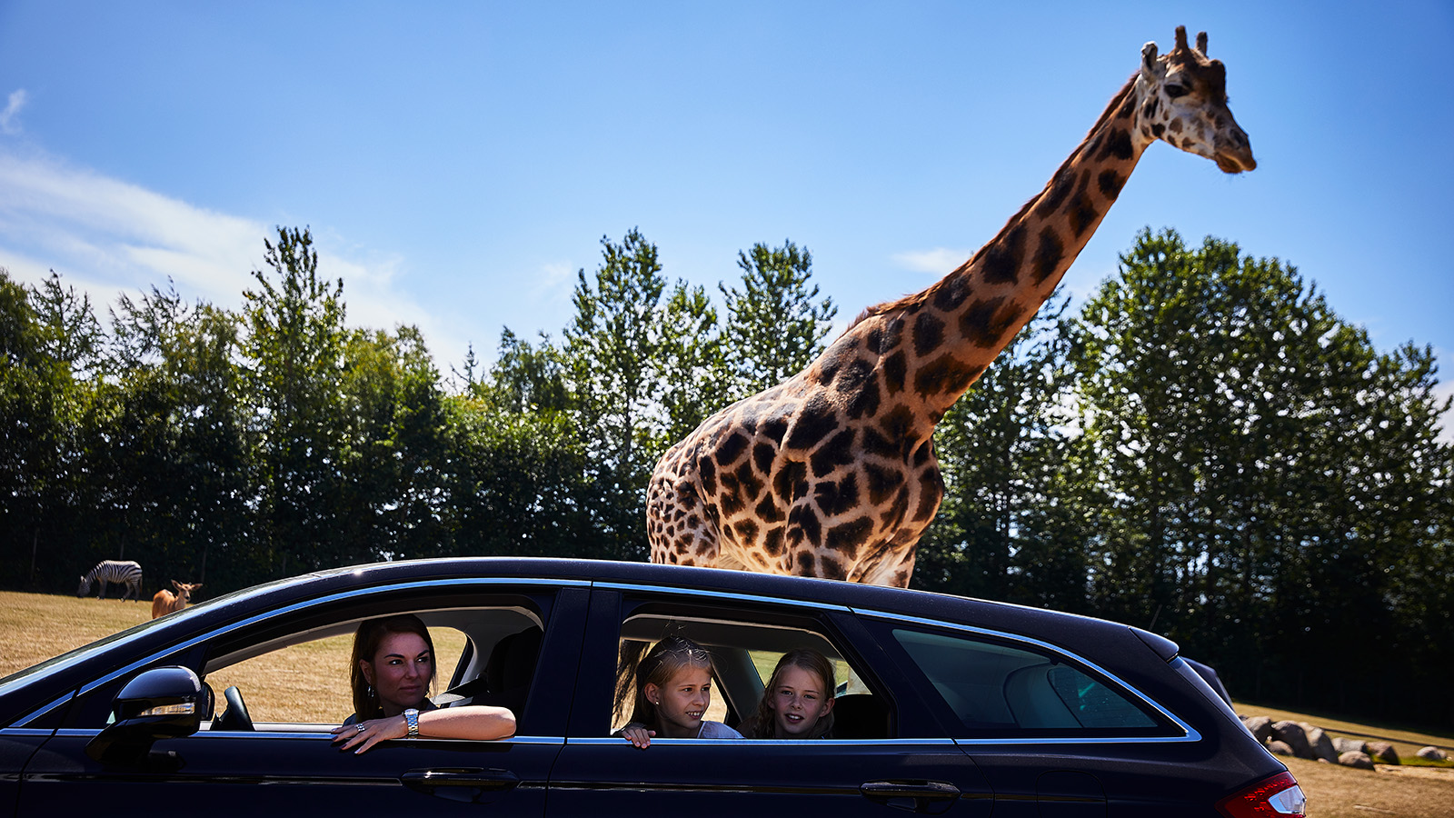  Tag på safari i GIVSKUD ZOO og se bl.a. løver og zebraer. Eller kom tæt på de smukke giraffer som familier her, der for nedrullede vinduerne kan studere dyrene.