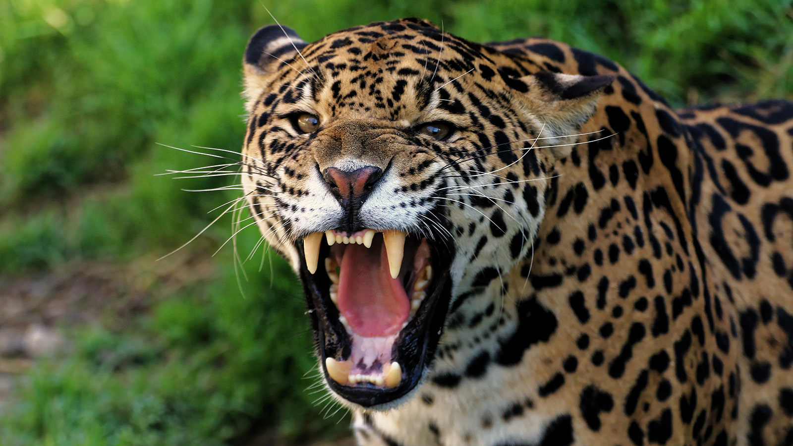 Beobachtet den wunderschönen Jaguar und die mehr als 100 anderen Tiere. Oder probiert die zahlreichen Aktivitäten für die ganze Familie aus. Im LEGOLAND® Billund könnt ihr gemeinsam einen aktiven Familienurlaub mit vielen Naturerlebnissen genießen.