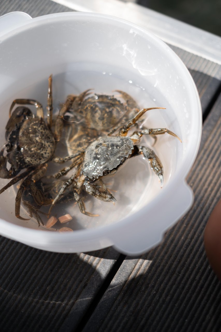 krabber