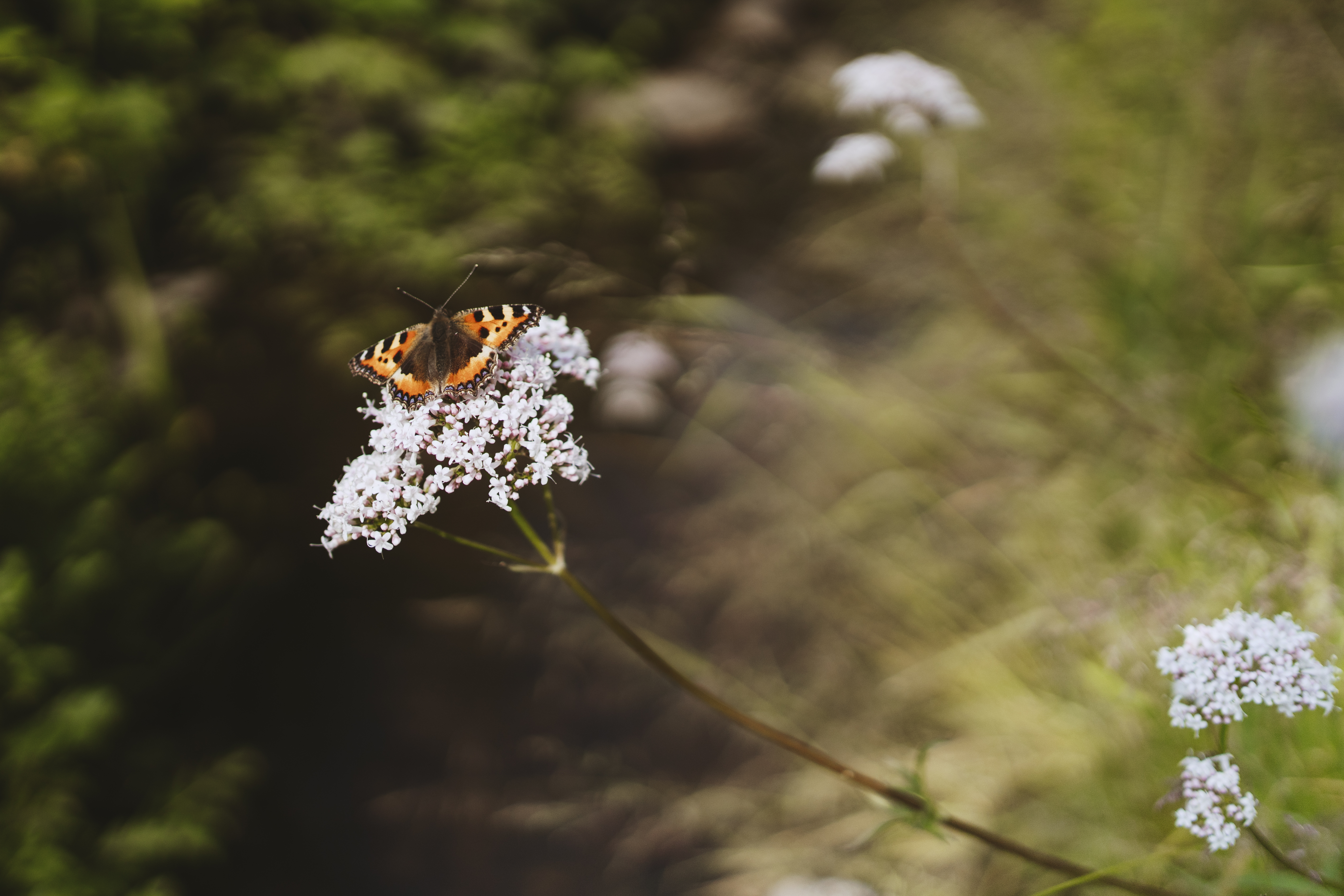Sommerfugl