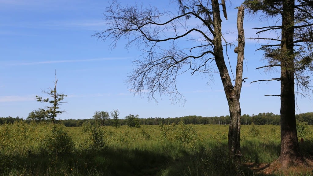 Svanemosen Kolding