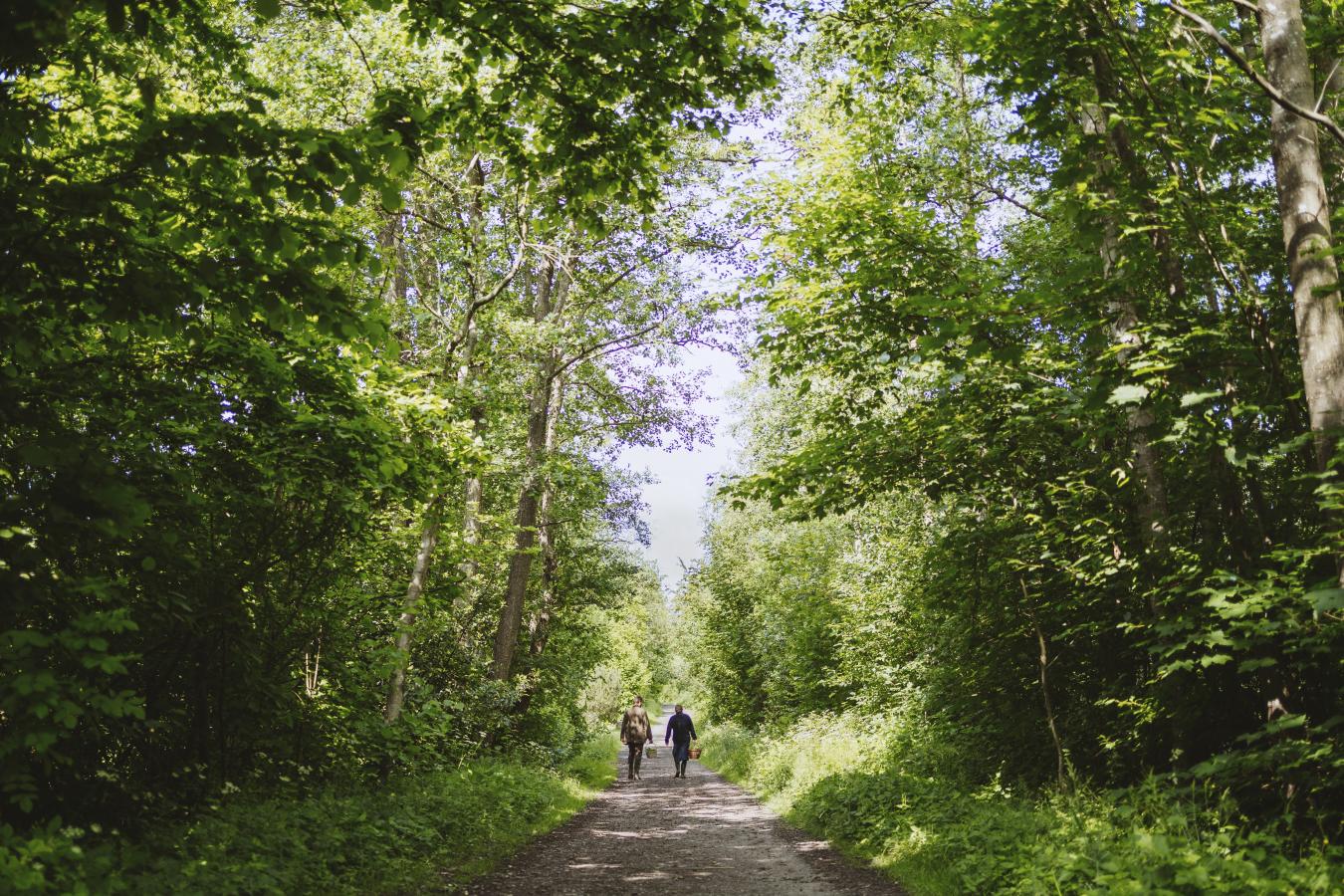 Skov