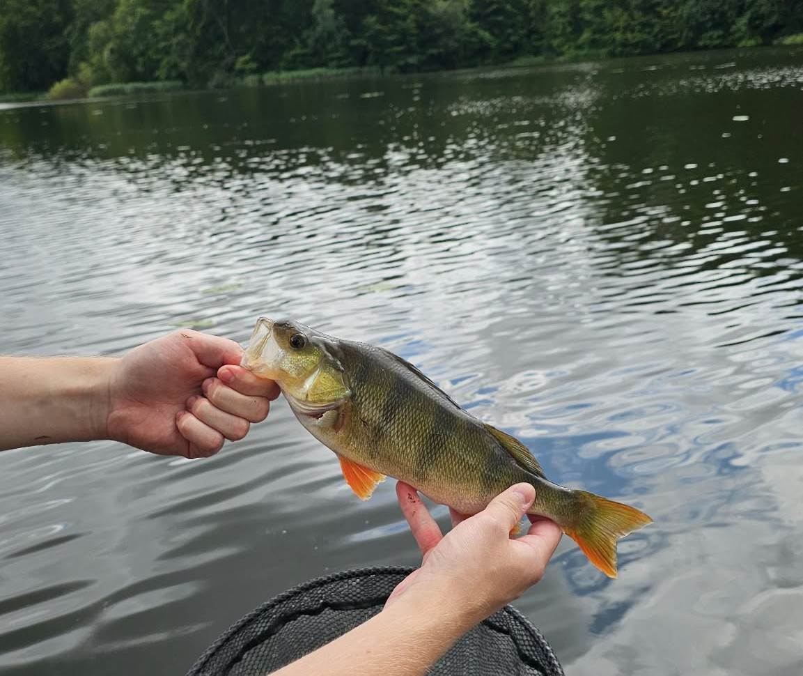En fisk fanget ved sø