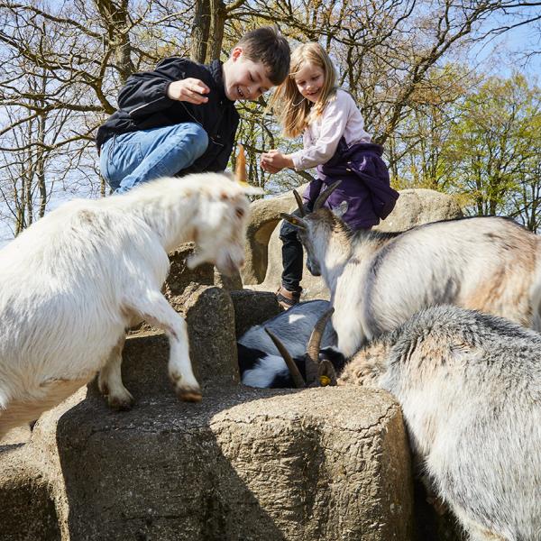 A boy and a girl pet the cute goats in the animal pen. Try one of the playgrounds or take a stroll around the garden and look at the many exciting plants and unique flowers.