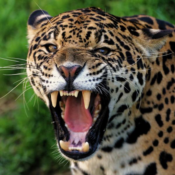 Meet the wild and beautiful jaguar and more than 100 other animals. Or try the many activities for the whole family. Enjoy an active family holiday with endless nature experiences at LEGOLAND® Billund.