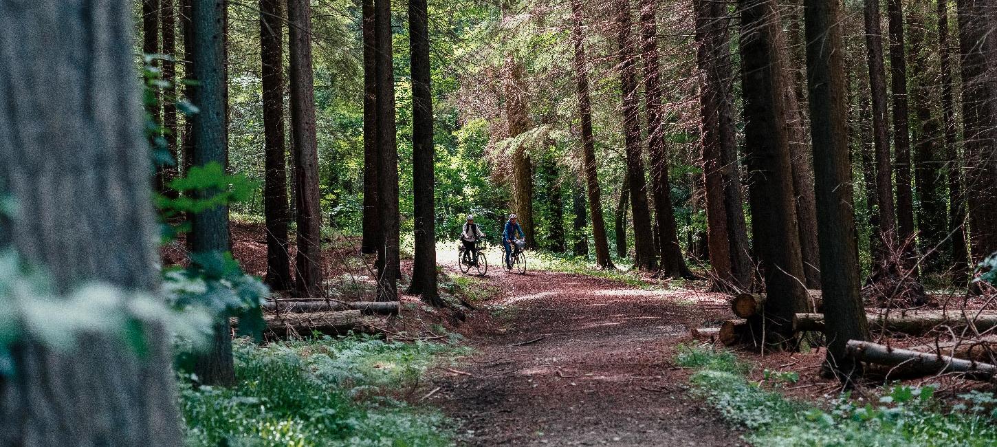 Recharge Destination Trekantomraadet Lillebælt skoven Loeverodde