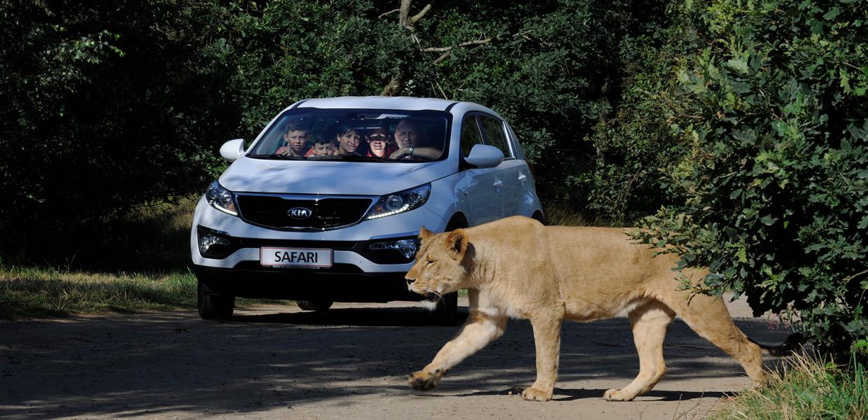 Go on safari in your car at GIVSKUD ZOO and discover animals from South America, North America and Africa. These beautiful lions aren't afraid of cars, so they get right up close to you.