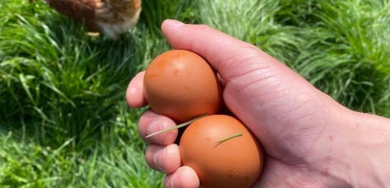 En hånd der holder to æg over en brun høne på græs