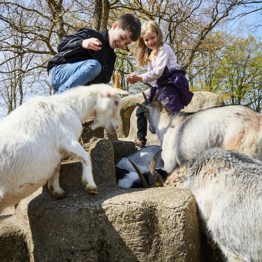 A boy and a girl pet the cute goats in the animal pen. Try one of the playgrounds or take a stroll around the garden and look at the many exciting plants and unique flowers.