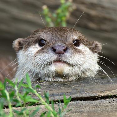 Meet the Asian small-clawed otter in the photo in the garden. Discover 100 other animal species, from fishing cats to jaguars, reptiles and different species of monkey.