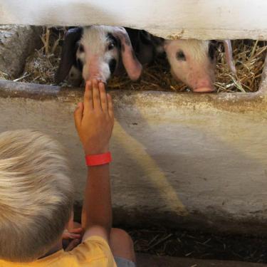 Follow the farmer on his rounds. Help feed the animals and learn how to check their well-being. Pet goats and sheep. Pick dandelions for the rabbits. Enjoy an active family holiday at LEGOLAND® Billund Resort. 
