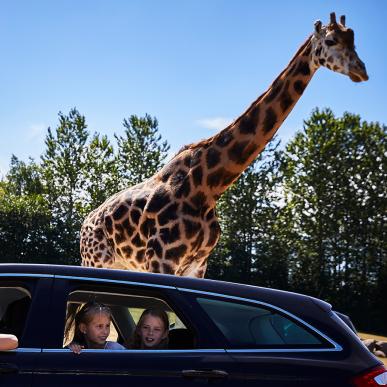 Go on safari at GIVSKUD ZOO and see lions, zebras and much more. Or get up close to the beautiful giraffes like the family is doing from their car.